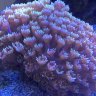 coralrocks3
