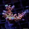 CoralVision