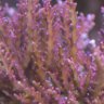 JoeReef