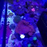 Nolegsreef62