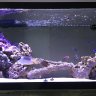 Patty's tank