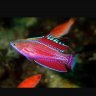 wrassemanben