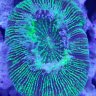 Reef Nerd