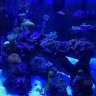DazAquariums