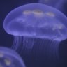 TravisTheJellyfish