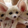 fennec fox