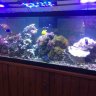 Reef~Life