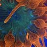 PV Reefs