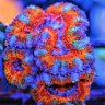 Travis Stewart