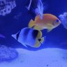 Fishfreak2009