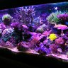 Jacksamsreef