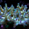 reefaroo