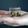 MicroPico