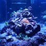 LSDcoral