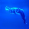 Jack@Waveline aquatics