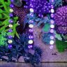 jerlo reef tank