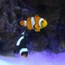 needbiggertanks