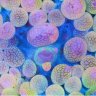 Alex's Nano Reef