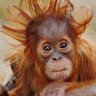 Pongo