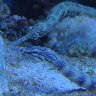 Va_Reef