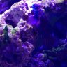 snowflakeclown119