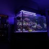 CJs Aquariums