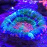 ReefGuru