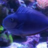cloud9aquariums
