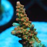Y&Y Corals