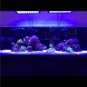 nathansreef11