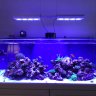 Robert's Reef