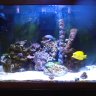 TXReefer89