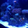 FlReefer88