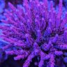 reef-rc