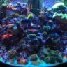azreeftank