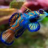 Benjamin's Reef tank