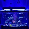 210_Reef