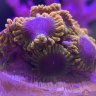 jx.reef