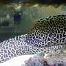Steve's Saltwater life