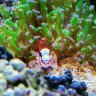 kreger's reef