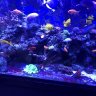 anthonys51
