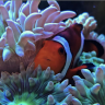 WarEaglesReef