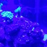 Goodyreef
