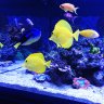 Aquanino