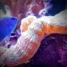 Reefwatcher24/7