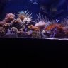 Brandon3152134