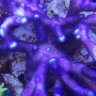 J N' J Corals