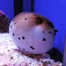 triangulum