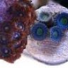 TinyTentacle