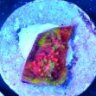 twinspots_goby